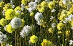 Pom poms & flowers shared a post. Cephalipterum Plant Growing Guide How To Grow Pompoms