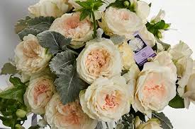 However, garden roses with their lush, ruffled petals looks completely different and stunning. Purity Garden Rose