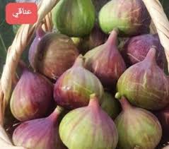 زعيتمانة انواع التين في فلسطين نسمع باسماء لانواع من Facebook