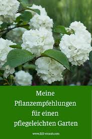 Meine Pflanzempfehlungen Fur Einen Pflegeleichten Garten In 2020 Pflegeleichter Garten Pflegeleichte Pflanzen Pflanzen