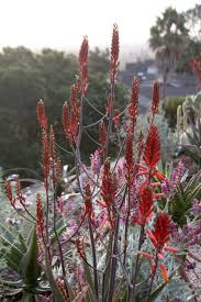 Image result for Euphorbia dawei