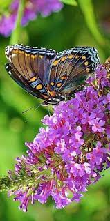 Https Www Facebook Com 477229079315696 Photos A 477262815978989 694269260945009 Type 3 Theater Beautiful Butterflies Butterfly Flowers Butterfly