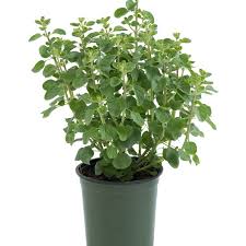 Image result for Origanum