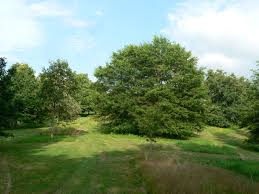 Image result for Quercus phellos