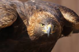 Another Problem For Amazon S Delivery Drones Angry Birds The Atlantic Their good eyesight, strong talons and curved beaks help them to catch, kill & hold their prey. delivery drones angry birds
