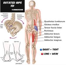Pin By Gilbert Ganesha On Anatomia Pelvic Tilt Hips Gluteus Medius