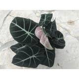 Alocasia reginula 'black velvet' is a beautiful, compact variety with a leaf you can not help but touch. Alocasia Black Velvet Raritat 24 90