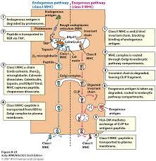 Image result for Antigen Processing