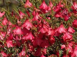 Image result for Hermannia kirkii