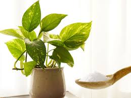 Epsom salt is made of hydrated magnesium sulfate, containing both magnesium and sulfur. How To Use Epsom Salt On Houseplants Plant Index