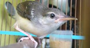 Berbagai kumpulan kicau burung kristal gacor & juara lengkap. Merawat Dan Melatih Burung Ciblek Sejak Anakan Om Kicau