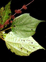 Image result for Triumfetta