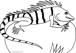 Coverage was excellent regardless of being spread a bit thin. Green Iguana On The Grass Coloring Page Coloringall
