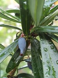 Image result for Podocarpus latifolius