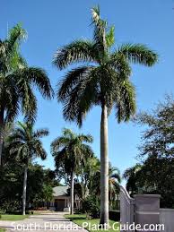 This palm is a tree everyone should want in there landscape. Royal Palm