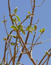 Image result for Cordia sinensis