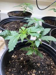 This compact, easy to use light fixture will work great for any. Tc2 S Indoor Grow Journal Spider Farmer Sf1000 Hlg 100 Sun System Hps 150w Page 5 Thcfarmer Cannabis Cultivation Network
