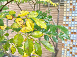 シマトネリコの葉が冬の寒さで茶色に 枯れたの 冬越しはどうする Misako Note