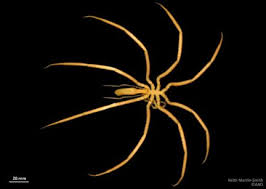 Image result for Pycnosphaera