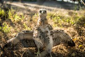 The walks will go on hiatus during july and august and return again september 5 in time for migration. Fallbrook Couple Rescues Nestling Red Tailed Hawk Village News