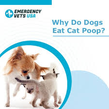 If you have a cat and are allergic to cats, consider removing the cat from the. Why Do Dogs Eat Cat Poop Can Your Dog Get Sick How To Stop This