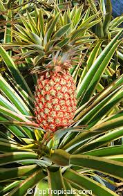 Image result for Ananas