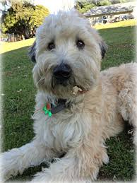 Sweetest Soft Coated Wheaten Terrier Ever 3 Looks Like My Eli Wheaten Terrier Wheaten Terrier Puppy Terrier Dog Breeds