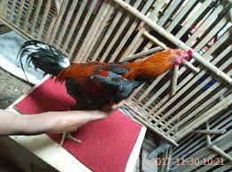 Kelebihan Ayam Bangkok Khoytrad Paling Terkenal Ayam Bangkok Barbel