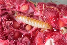Worms that hang out in fruits eat fruits, not humans. How To Control Raspberry Fruitworms Gardener S Path