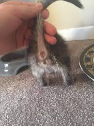 By the third week, you can tell if the kittens are boys or girls. Is My Kitten A Boy Or A Girl Pets Stack Exchange