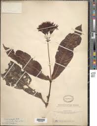 Image result for Ranunculus oreophytus