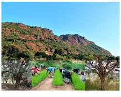 Image result for Rhynchosia holstii