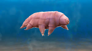 The scientific name, tardigrade, comes from latin roots to describe its slow movement. Artstation Tardigrade Model 3d Animated Water Bear Mustafa Vangol
