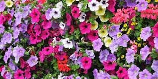 Image result for foto petúnie