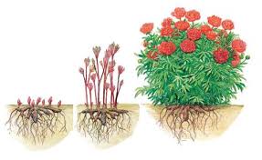 Sobald die pfingstrose verblüht ist, ist sie nur noch wenig aufsehenerregend. Pfingstrosen Paonien Pflanz Und Pflegetipps Mein Schoner Garten