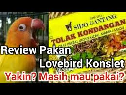 Butuh racikan pakan untuk lovebird lomba atau ternak? Review Racikan Pakan Lovebird Konslet Yang Lagi Viral Youtube