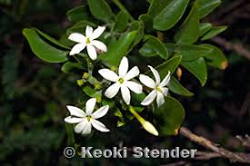 Image result for Jasminum fluminense