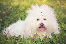 Bolognese breeders call this the bolo dance. Bolognese Dog Breed Information American Kennel Club