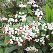 Image result for Clerodendrum toxicarium