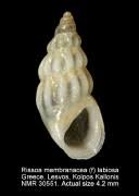 Image result for Isoglossa membranacea