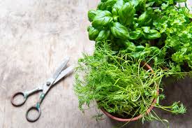 They adapt better to pot growing and also fit beneath a grow light. 8 Indoor Crops For Winter Gardening Modern Farmer