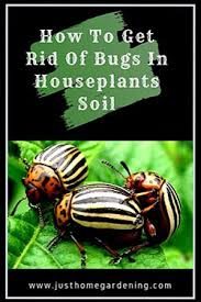 The rose leaf dries up and dies, pests destroy domestic plants. How To Get Rid Of Bugs In Houseplants Soil