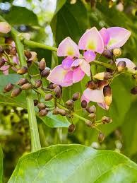 Image result for Millettia pinnata