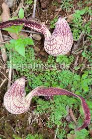Image result for Aristolochia hockii