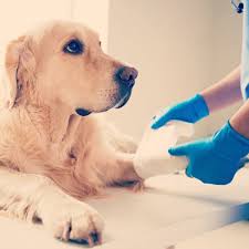 A su turno, hablaron sueldo y reyes. Feliz Dia Del Veterinario A M A M O S L O Q U E H A C E M O S Gracias Por Elegir Veterinaria Buona Mucca Perro Dia Del Veterinario Perros Veterinaria