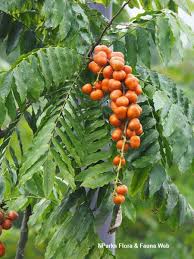 Image result for Lepisanthes