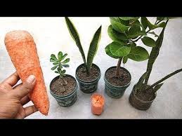 I have never actually applied a fertilizer to my cactus and they grow very well here outside. Best Natural Fertilizer For All Plants Homemade Liquid Fertilizer For Plants Youtube Fertilizer For Plants Natural Fertilizer Plants