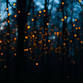 MBF Thursday June 11, 2026 Firefly Viewing