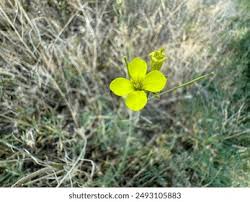 Image result for Diplotaxis tenuifolia