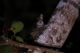 Image result for Eulophia galeoloides